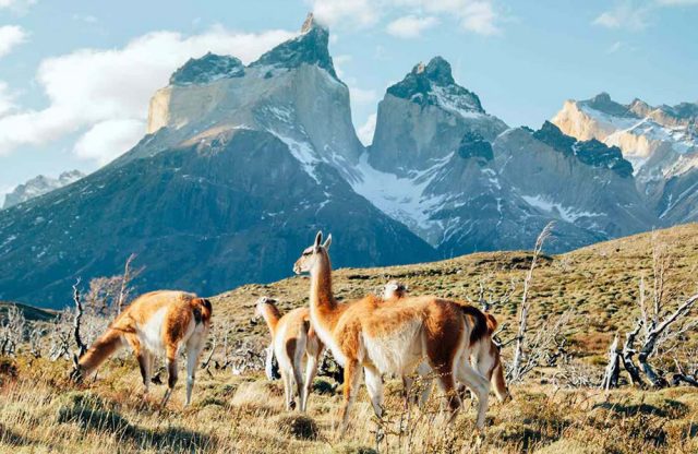 Patagonia